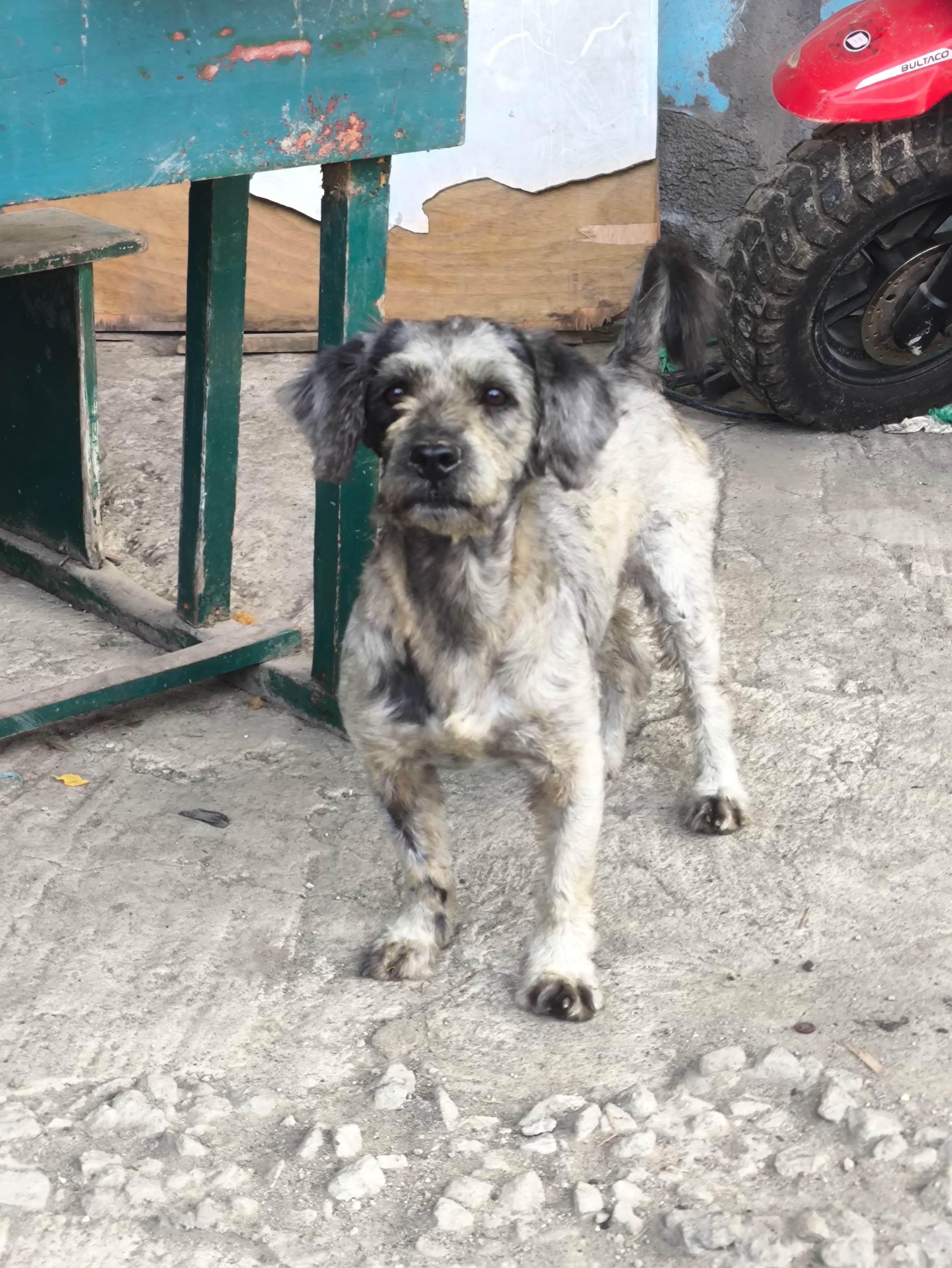 Adopción de Bigotes en Ecuador