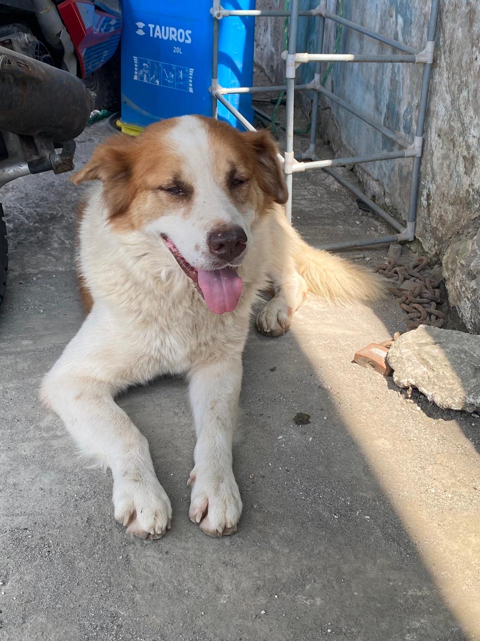 Adopción de Gordito en Ecuador