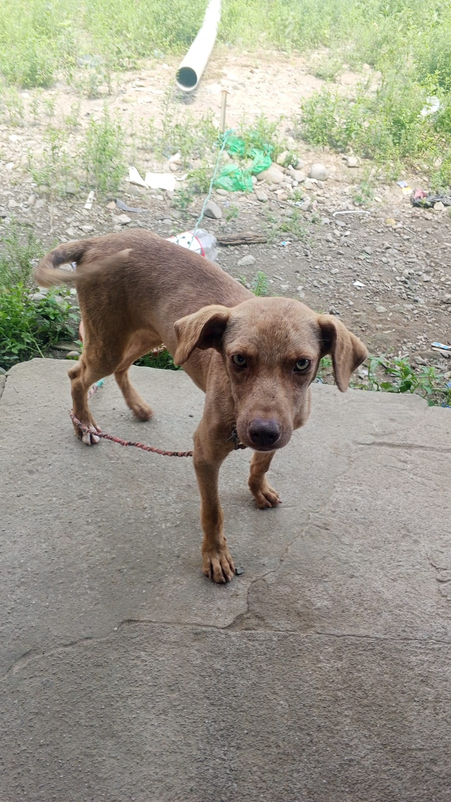 Adopción de Luna en Ecuador