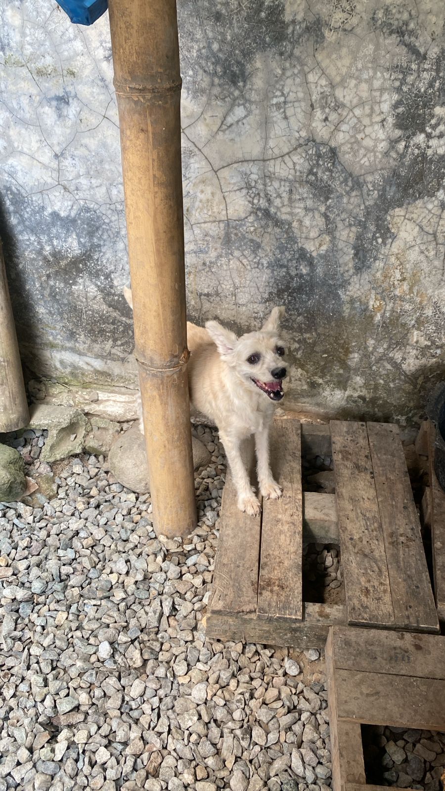 Adopción de Princesita en Ecuador