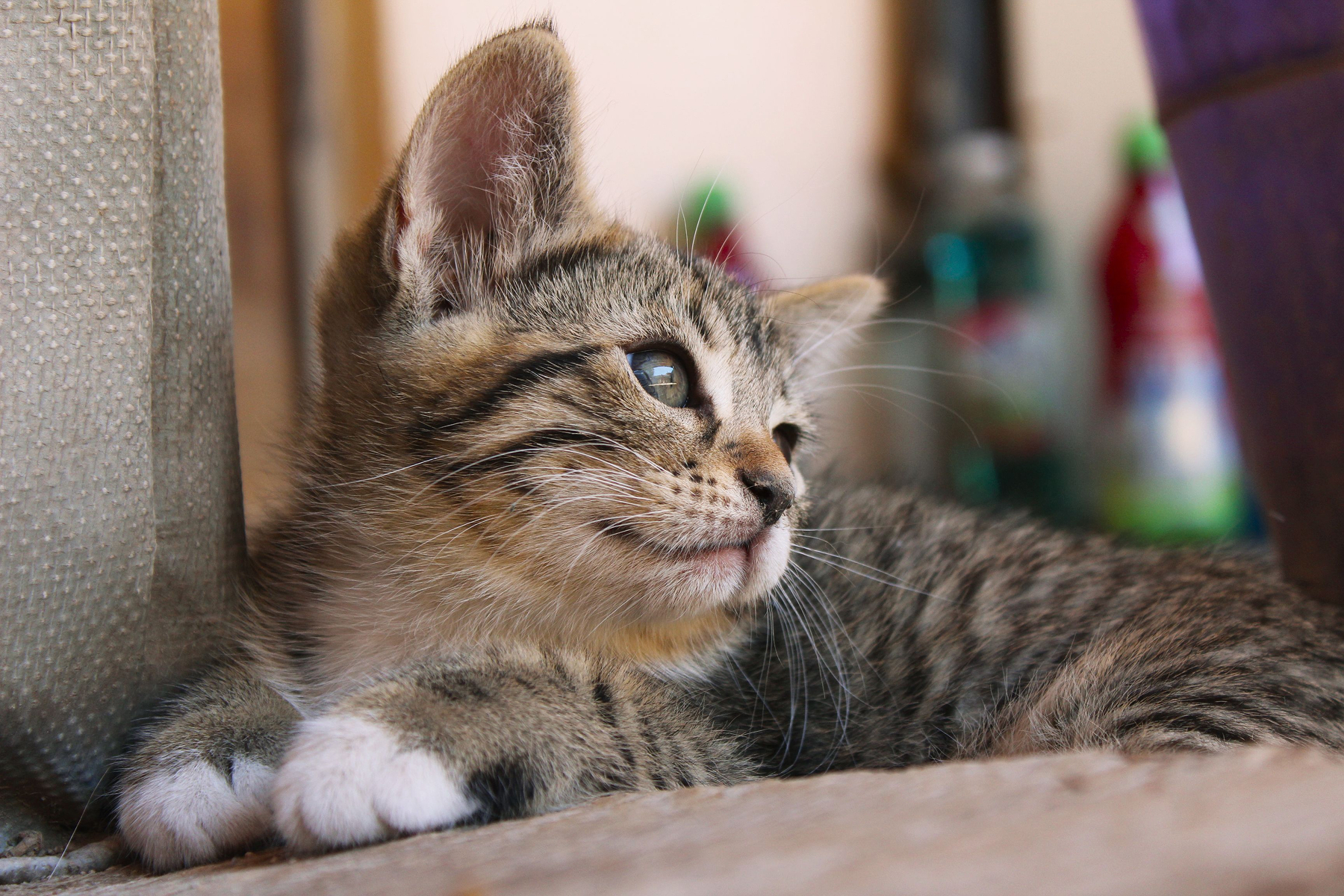 identificacion-de-mascotas