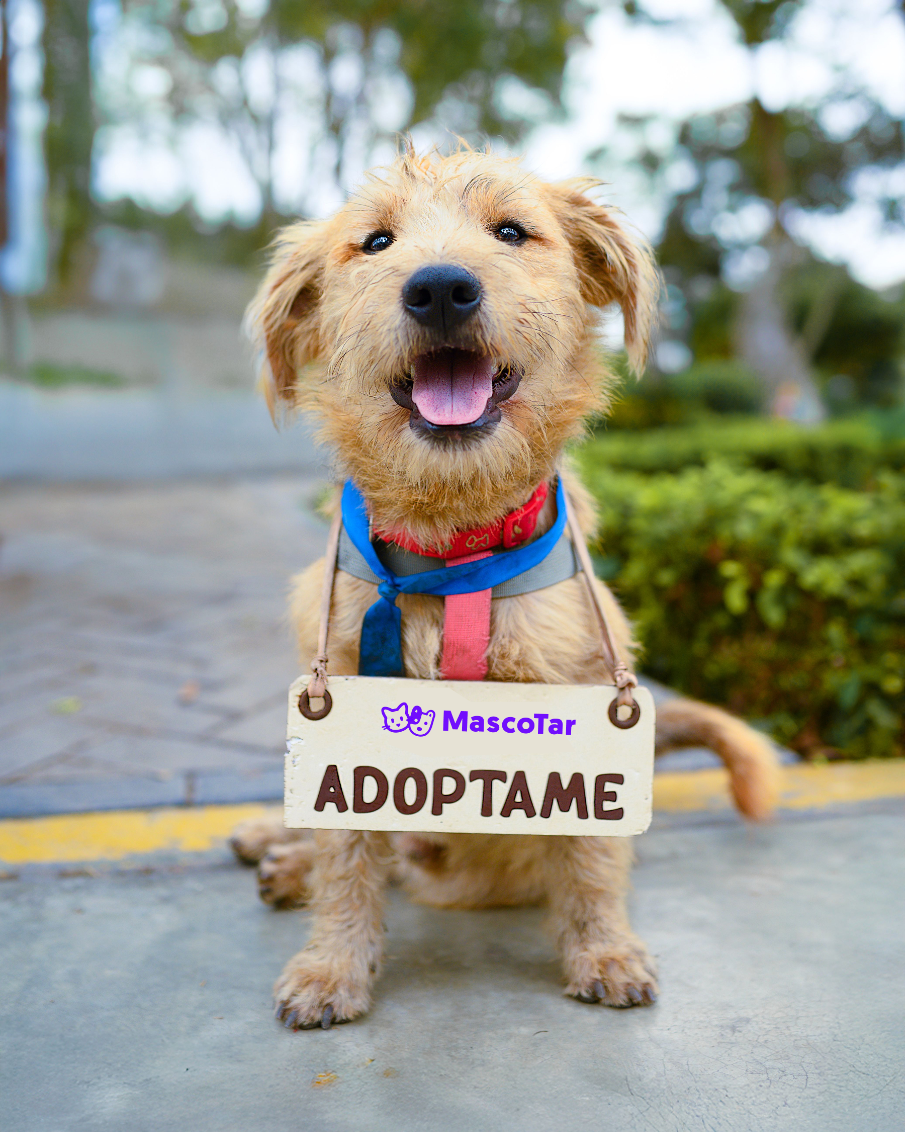 adoptacion-de-mascotas